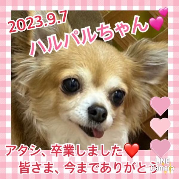 ★ハルパル★2023,4,10ー2023,9,7【保護犬カフェ天神橋店】